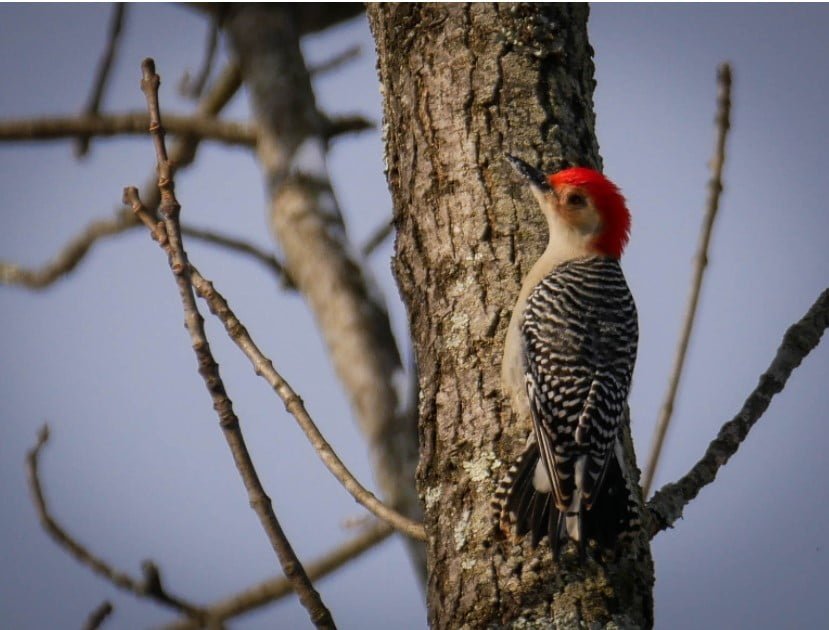 Downy woodpecker - Bucks County Beacon - This Holiday Weekend: It's Must-See TV, Bird Watching, Holiday Lights Before They Are Gone and Laugh, Laugh, Laugh 2021 Away