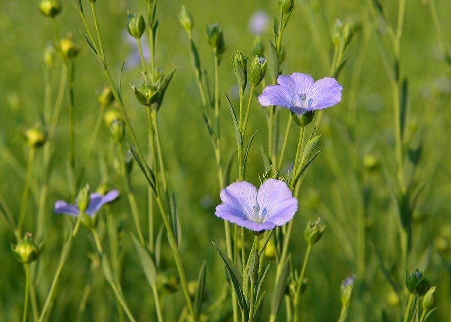 spring flowers